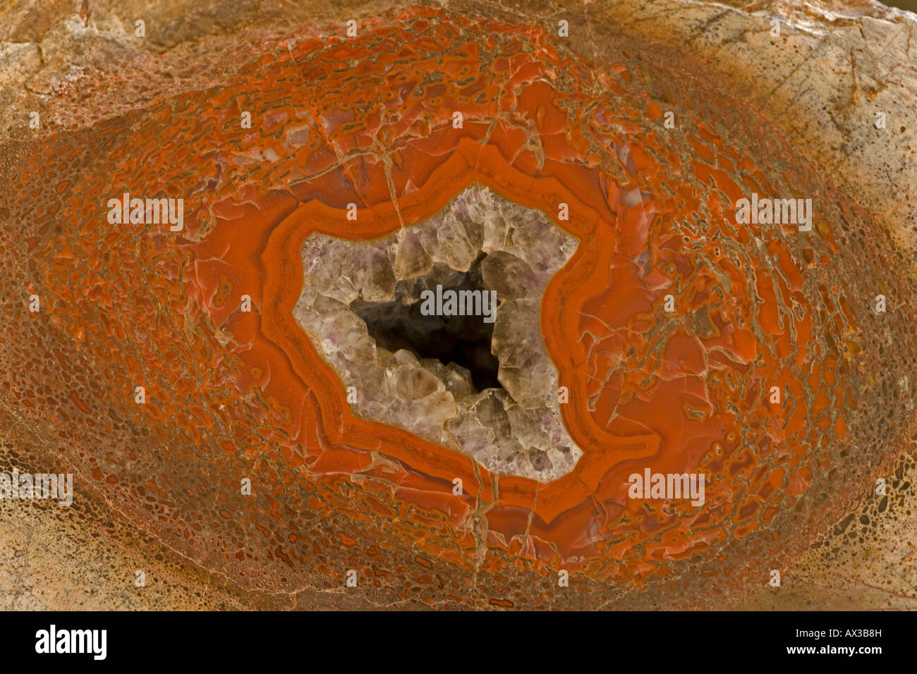 Agatized os de dinosaure Allosaur cross section montre la moelle épinière de fémur Amethyst Crystal Jurassique centres Utah Banque D'Images