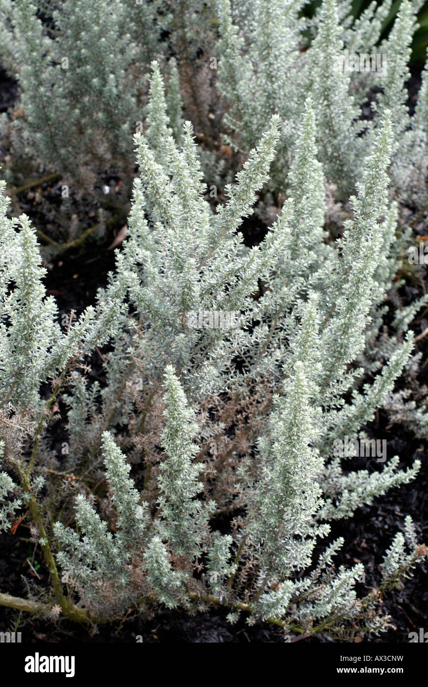 CASSINIA LEPTOPHYLLA Banque D'Images