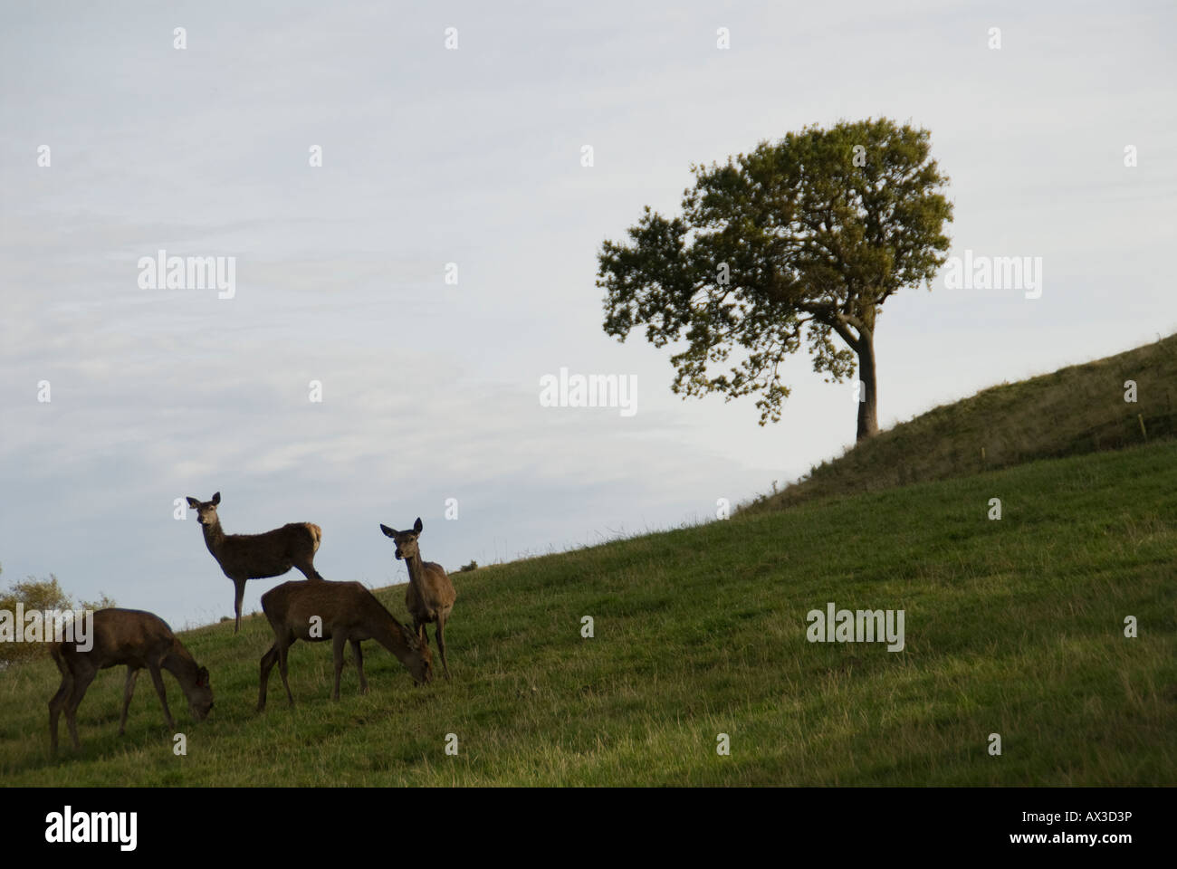 Red Deer à Fletchers de l'Reediehill Auchtermuchty ferme à Fife, en Ecosse, où les cerfs sont soulevées pour la vente libre allaient de la venaison. Banque D'Images