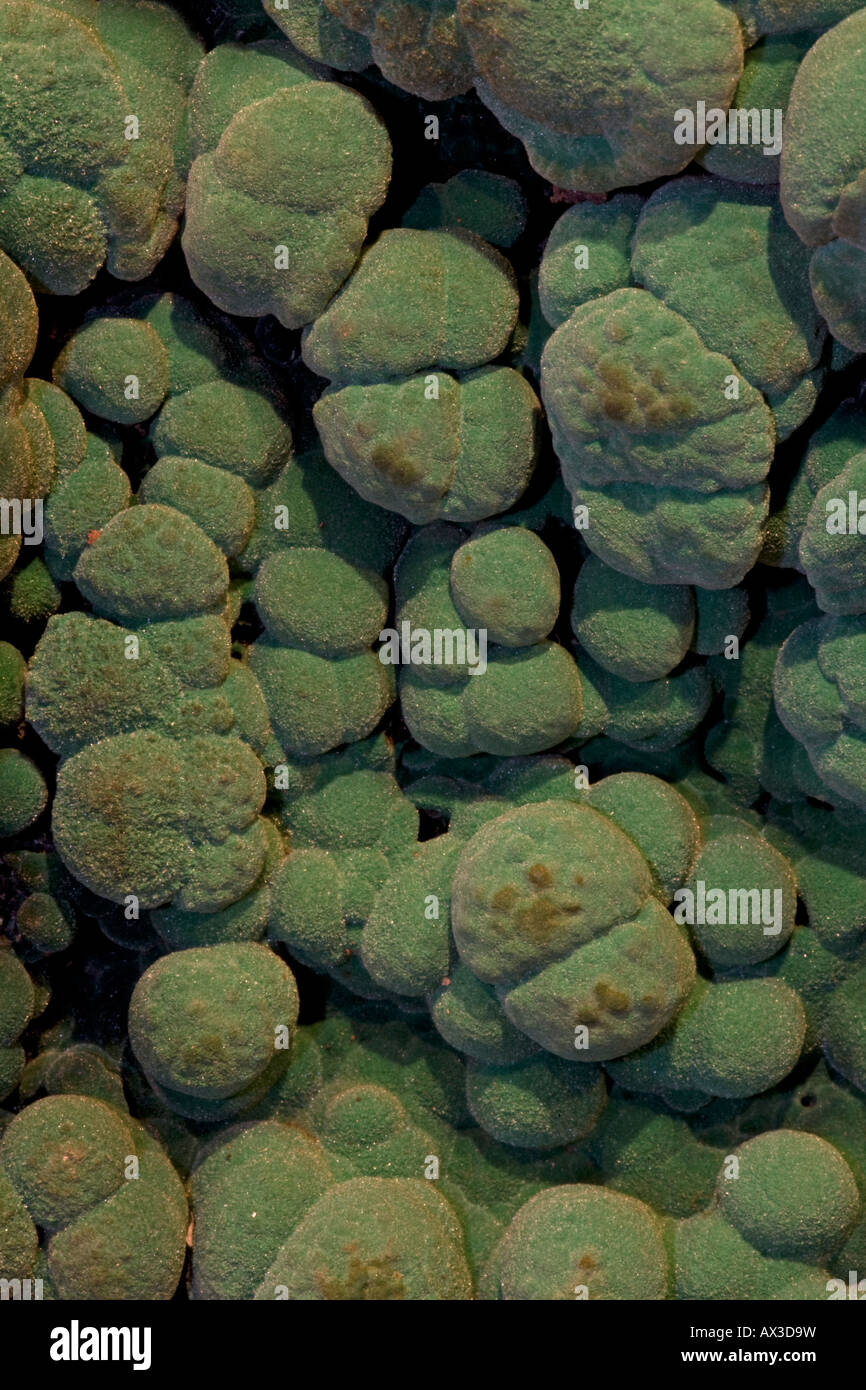 Spécimen minéral Malachite - Close up - Arizona USA Banque D'Images