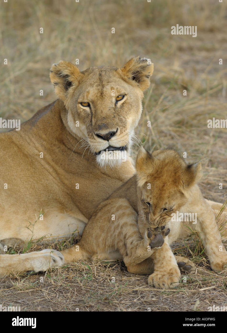 Mère Lion avec oursons, Masai Mara, Kenya Banque D'Images