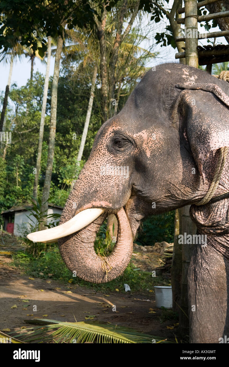 Manger de l'éléphant d'Asie, Kerala, Inde Banque D'Images