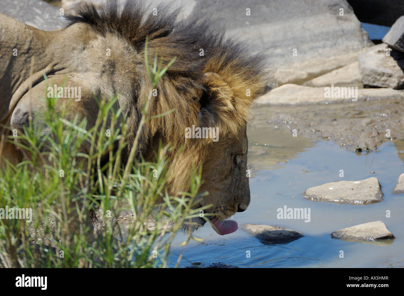 Lion mâle, une crinière de lion potable,Masai Mara, Kenya Banque D'Images