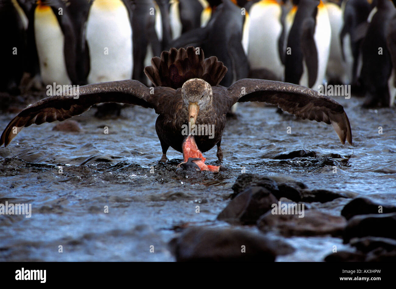 Geant petrel pétrel géant Macronectes giganteus se nourrissant de pingouin de l'Antarctique mort animal animaux oiseaux aves Antarctique bi Banque D'Images