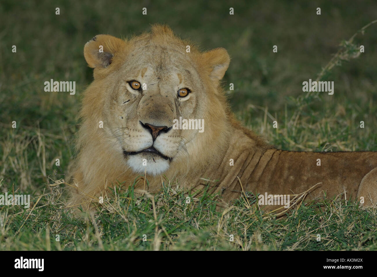 Lion portrait en gros, Masai Mara, Kenya Banque D'Images