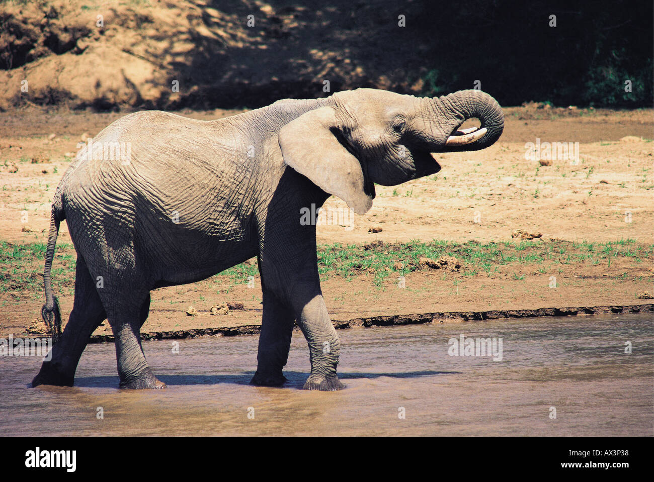 Dans l'éléphant de boire Uaso Nyiro Samburu National Reserve Kenya Afrique de l'Est Banque D'Images