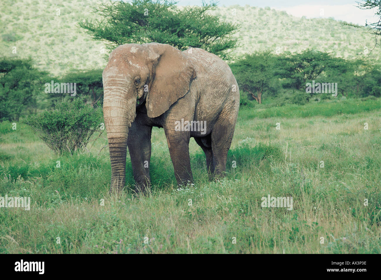 Taille complète sans défenses d'éléphants mâles matures de la réserve nationale de Samburu, Kenya Afrique de l'Est Banque D'Images