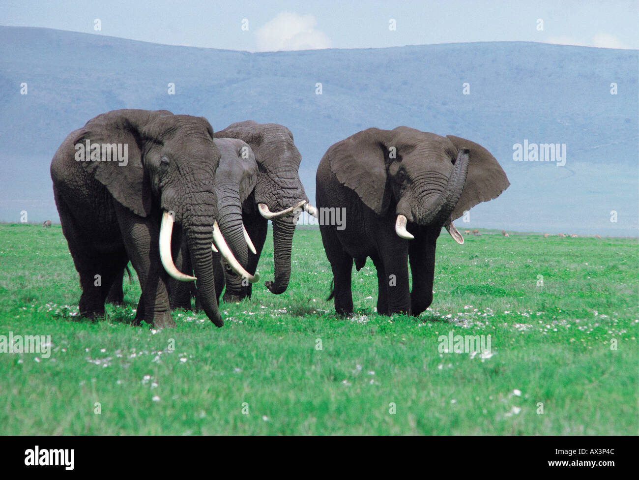 Quatre éléphants bull matures transportant ivoire fine Ngorongoro Crater Tanzanie Afrique de l'Est Banque D'Images