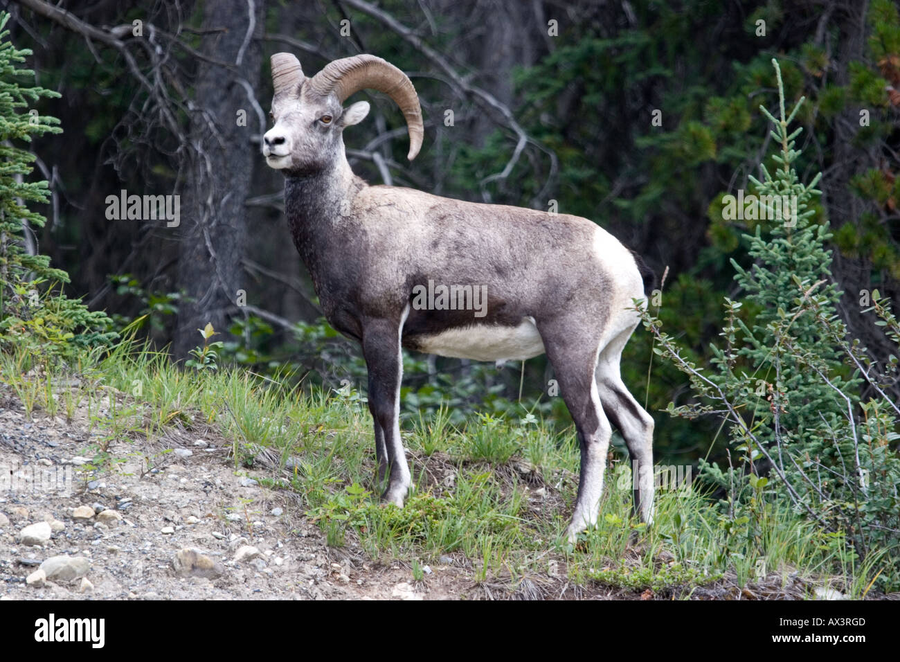 Pierre Bighorn sheep Ram debout sur une colline Banque D'Images Pierre Bighorn sheep Ram debout sur une colline Banque D'Images