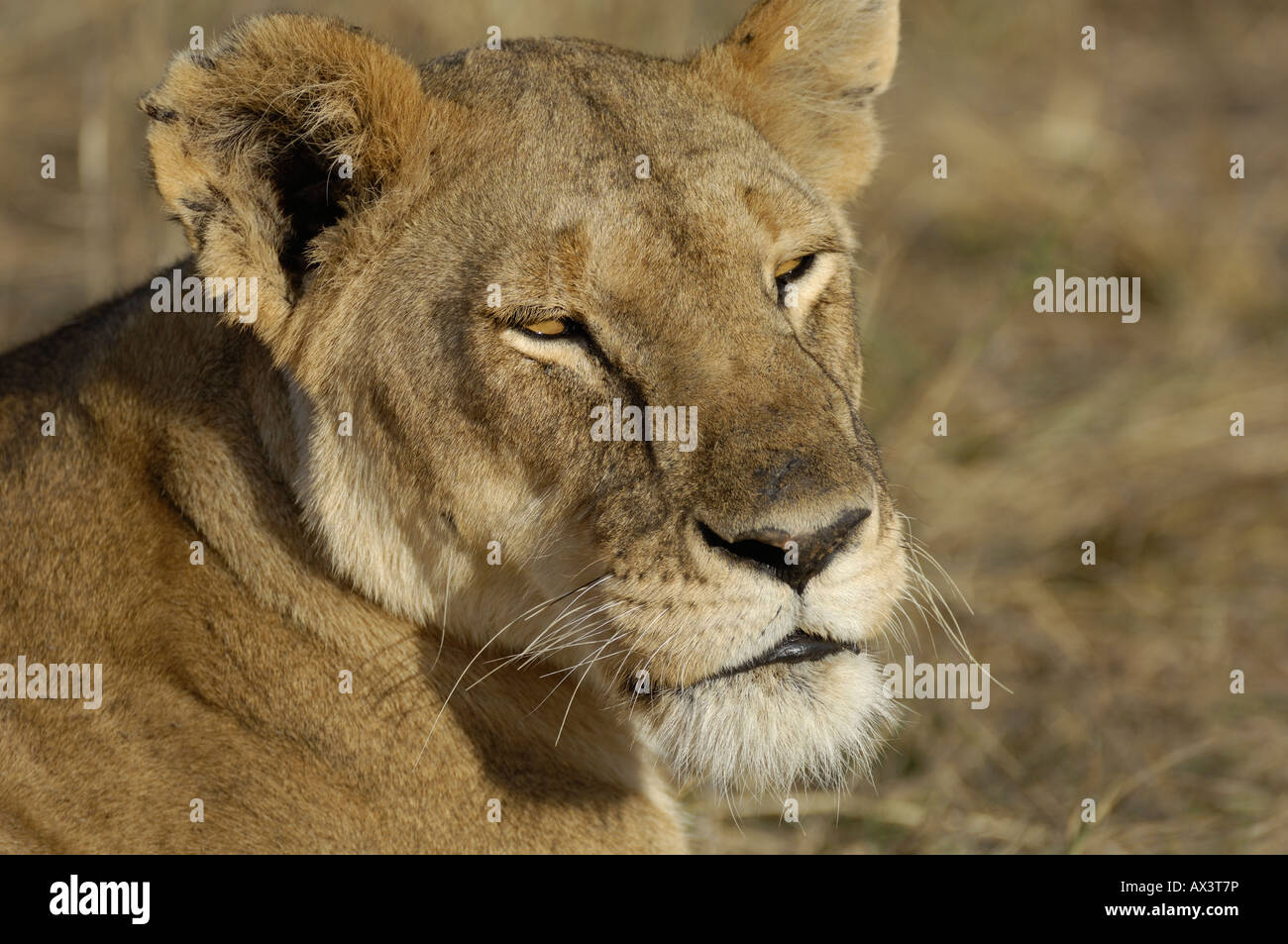 Lion portrait en gros, Masai Mara, Kenya Banque D'Images