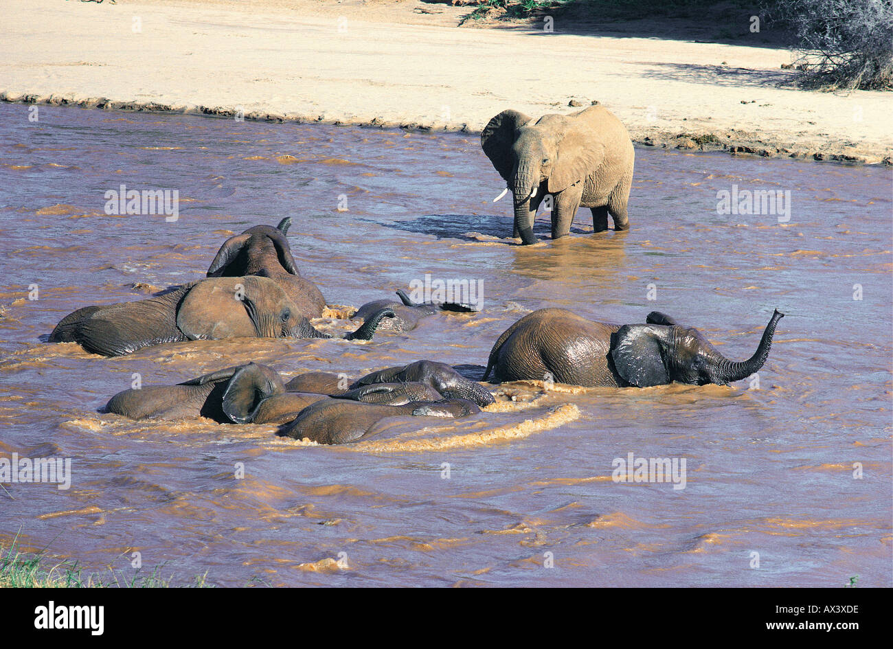 Les éléphants boire et se baigner dans l'Uaso Nyiro Réserve nationale de Samburu, Kenya Banque D'Images