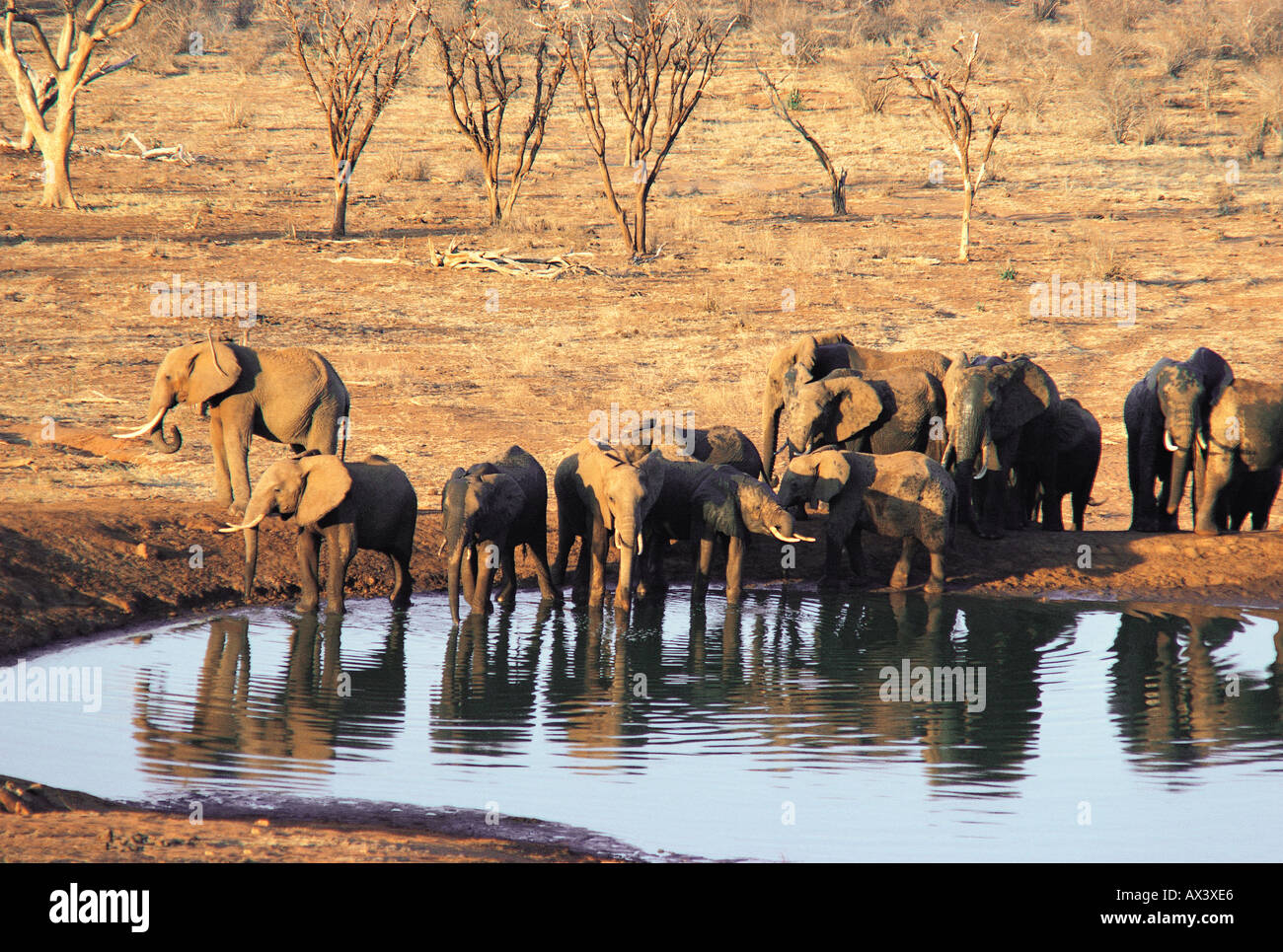 Les éléphants à un étang en face de la loge de safari de Voi Tsavo East National Park Kenya Afrique de l'Est Banque D'Images
