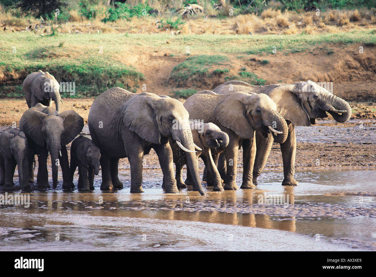 Les éléphants boire dans la Uaso Nyiro Réserve nationale de Samburu, Kenya Banque D'Images