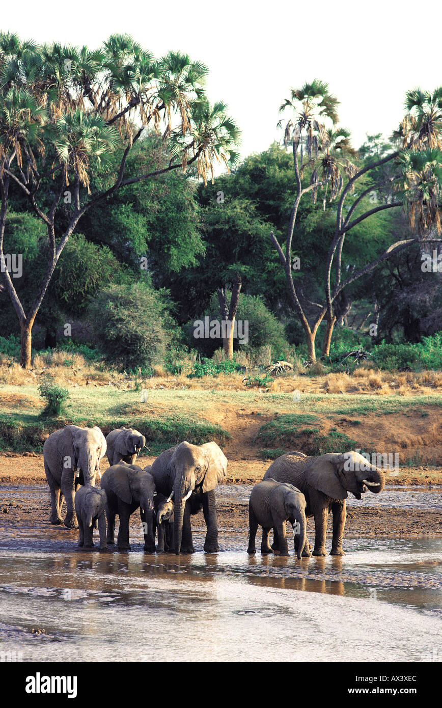 Les éléphants boire dans la Uaso Nyiro Réserve nationale de Samburu, Kenya Banque D'Images