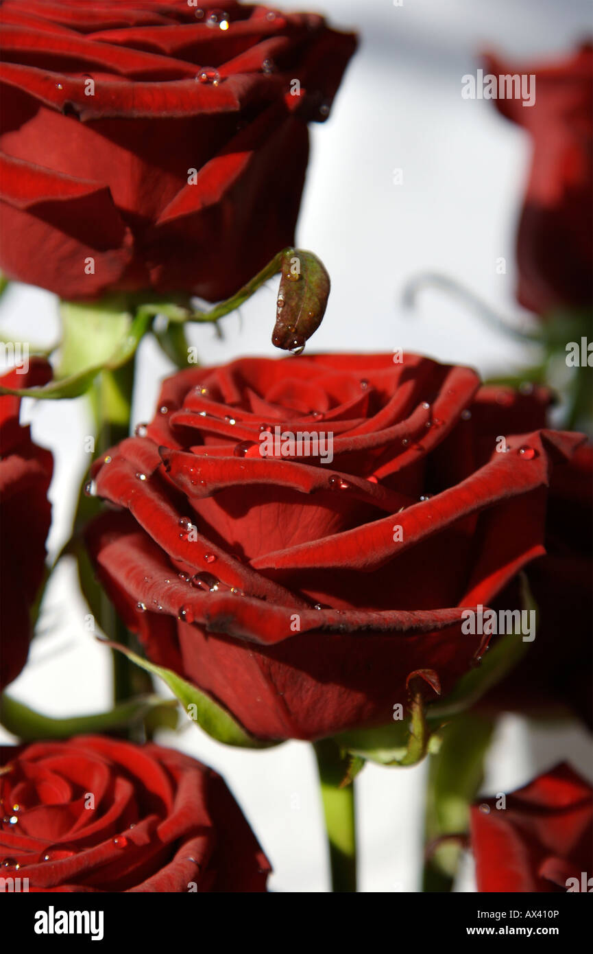 Gouttes sur la Saint Valentin roses rouges Banque D'Images