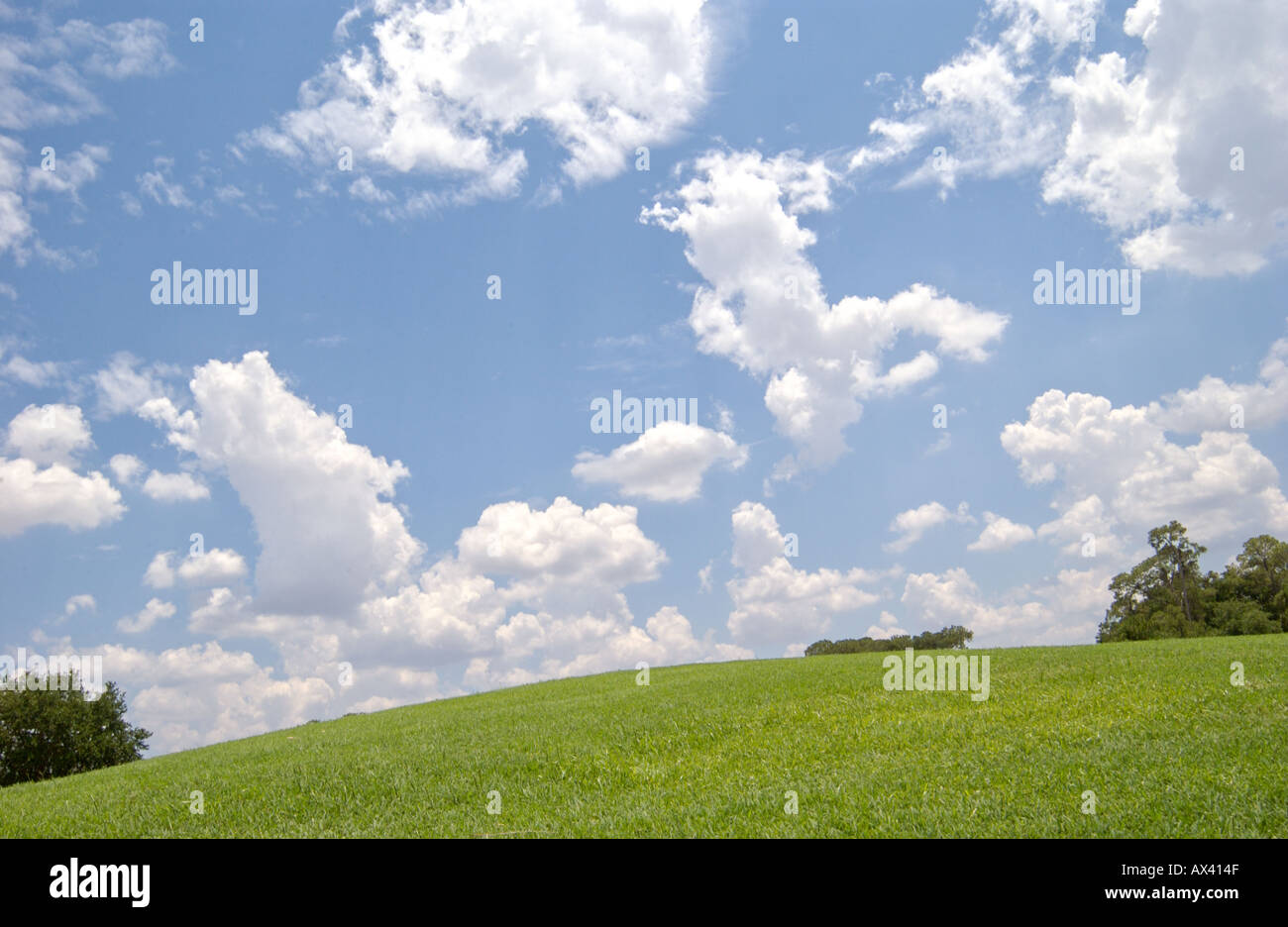 Ciel bleu et de nuages et l'herbe verte Banque D'Images