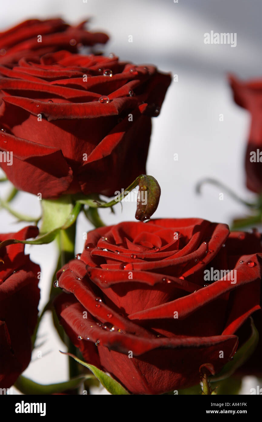 Gouttes sur la Saint Valentin roses rouges Banque D'Images