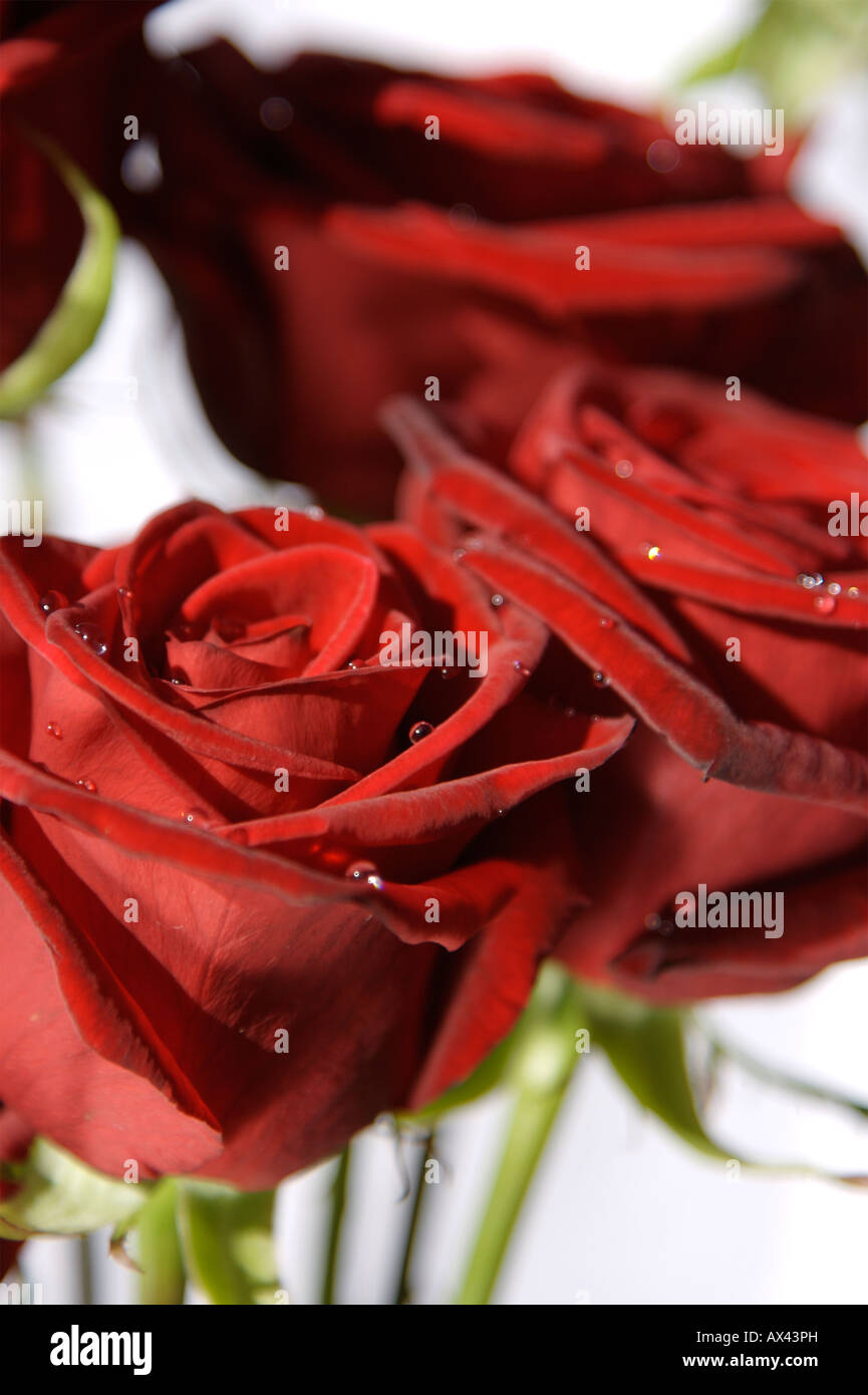 Gouttes sur la Saint Valentin roses rouges Banque D'Images