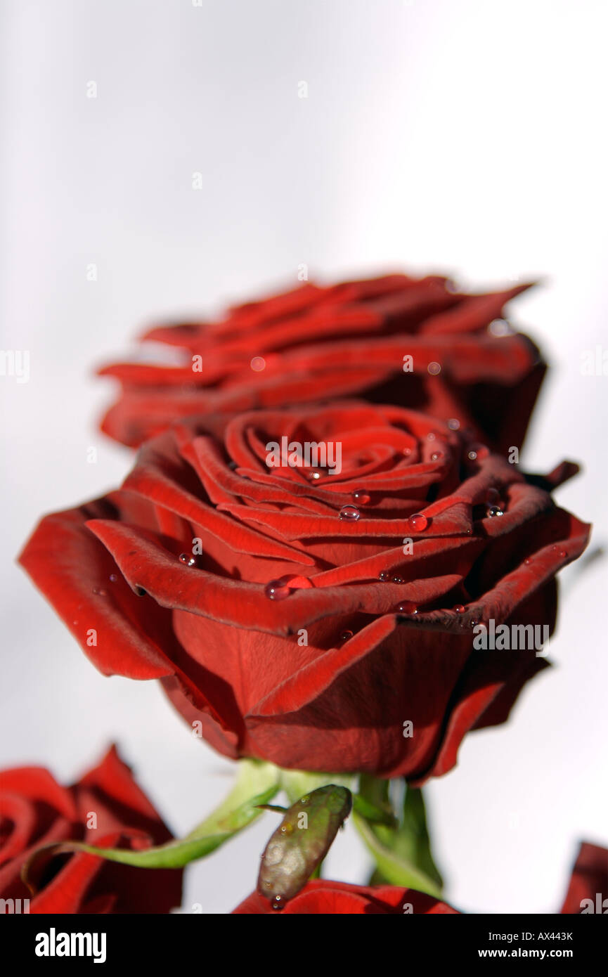Gouttes sur la Saint Valentin roses rouges Banque D'Images