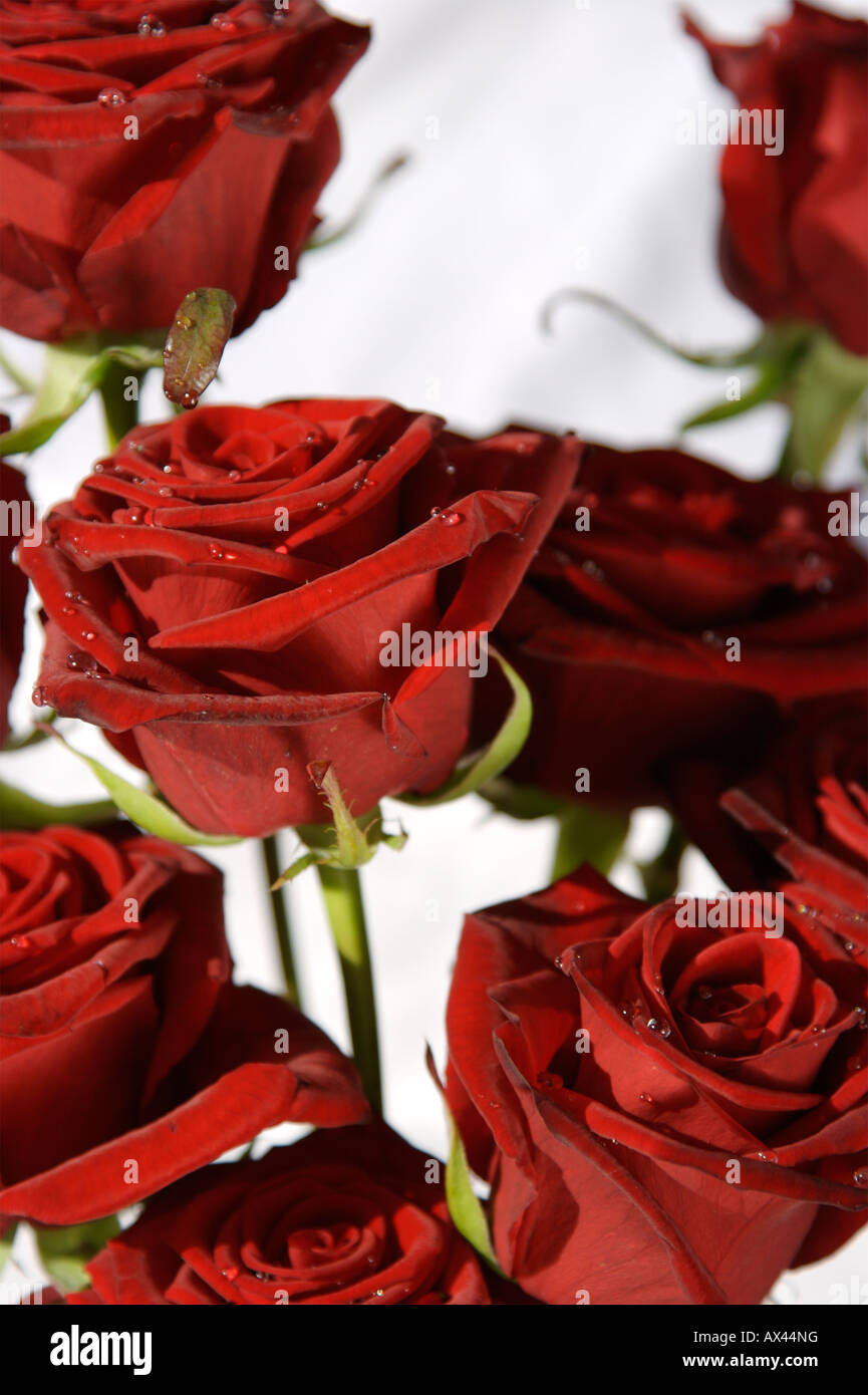 Gouttes sur la Saint Valentin roses rouges Banque D'Images