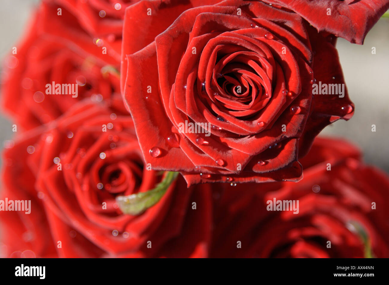 Gouttes sur la Saint Valentin roses rouges Banque D'Images