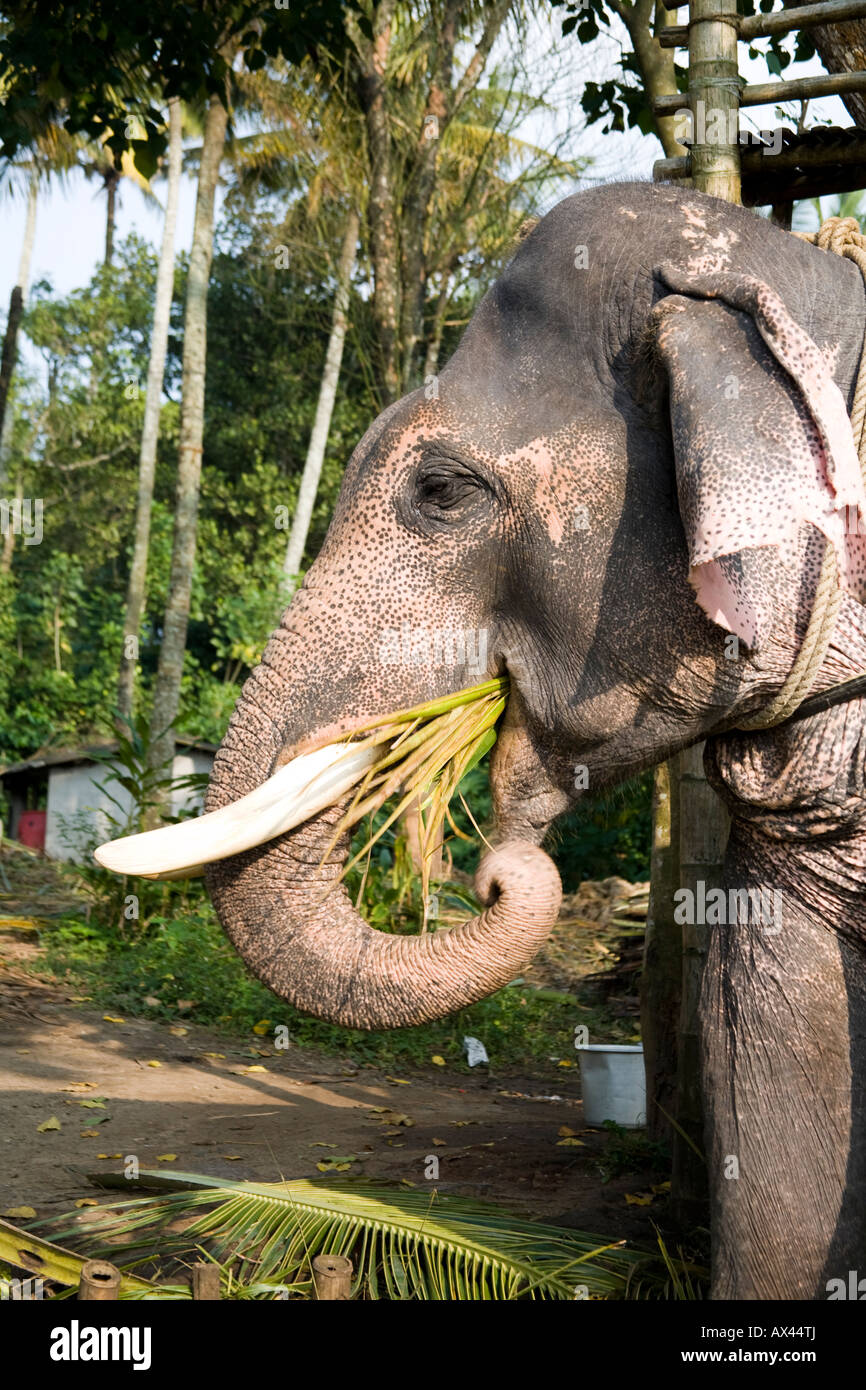 Manger les feuilles de l'éléphant d'Asie, Kerala, Inde Banque D'Images
