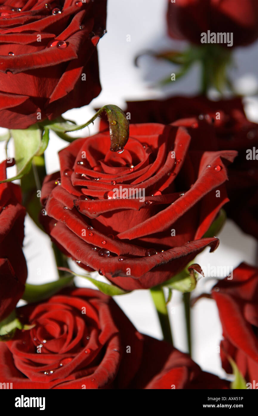 Gouttes sur la Saint Valentin roses rouges Banque D'Images