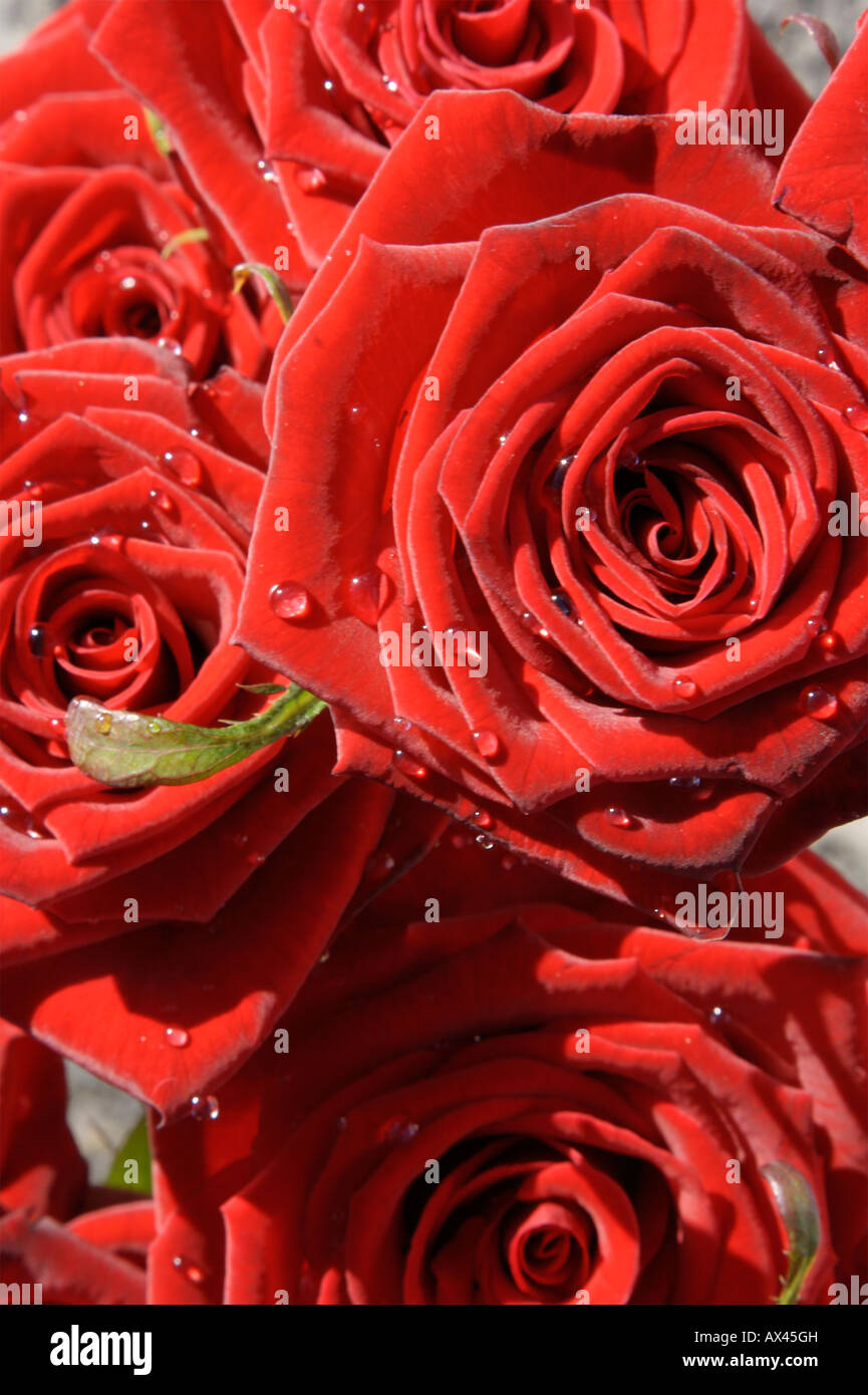 Gouttes sur la Saint Valentin roses rouges Banque D'Images