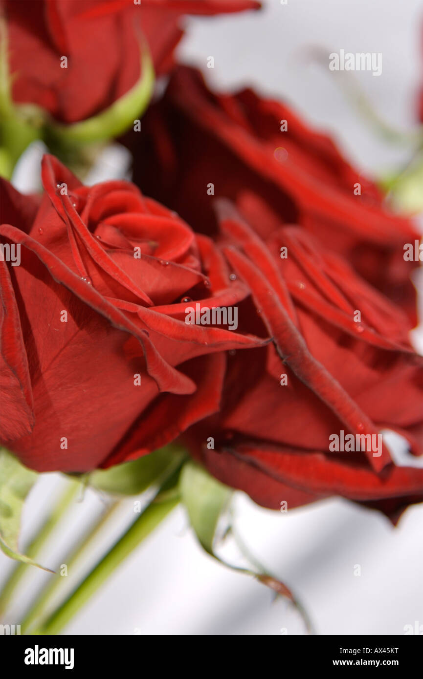 Gouttes sur la Saint Valentin roses rouges Banque D'Images