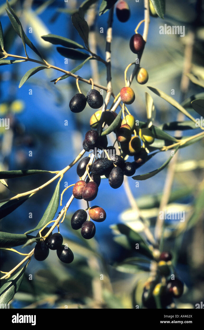 Arbre généalogique Olive Alpes-maritimes 06 Cote d'azur Paca France Europe Banque D'Images