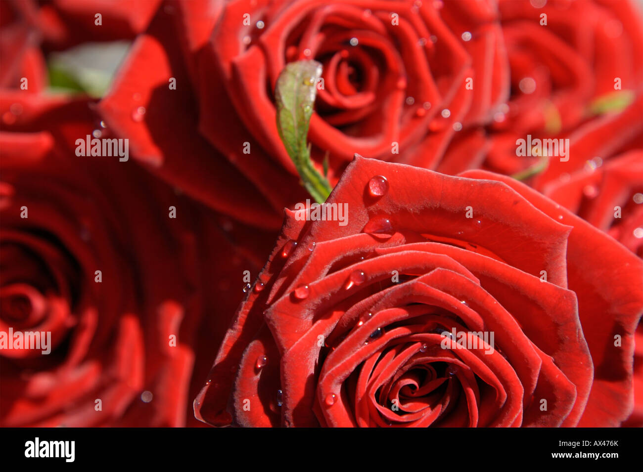 Gouttes sur la Saint Valentin roses rouges Banque D'Images