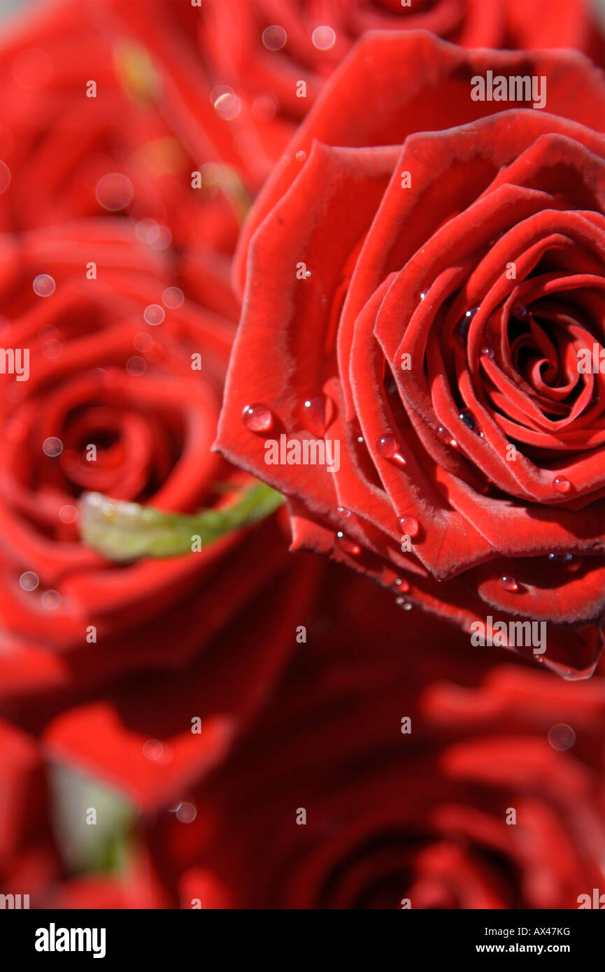 Gouttes sur Red Valentine Roses Banque D'Images