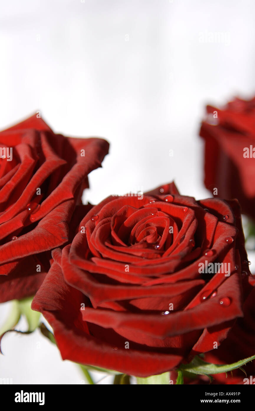 Gouttes de pluie sur les roses de la Saint-Valentin Banque D'Images
