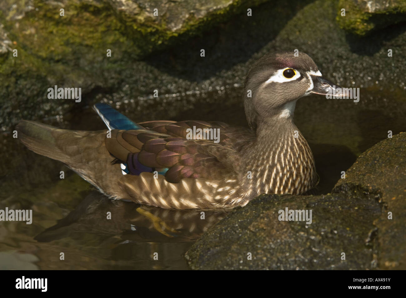 Le Canard branchu (Aix sponsa) femelle sur l'eau Martin simple Wildfowl and Wetlands Trust Burscough Lancashire UK Europe Banque D'Images