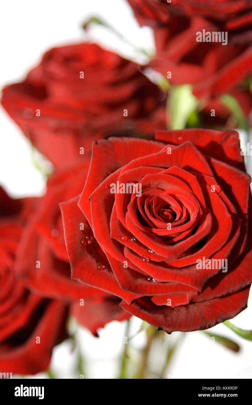 Gouttes de pluie sur les roses de la Saint-Valentin Banque D'Images