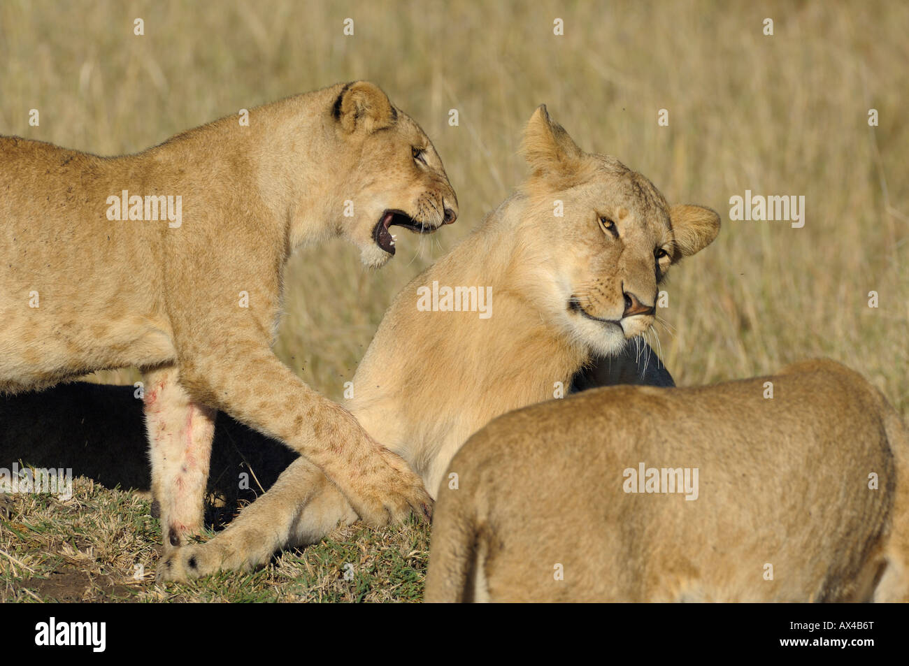 Deux jeunes lions smooching,Masai Mara, Kenya Banque D'Images