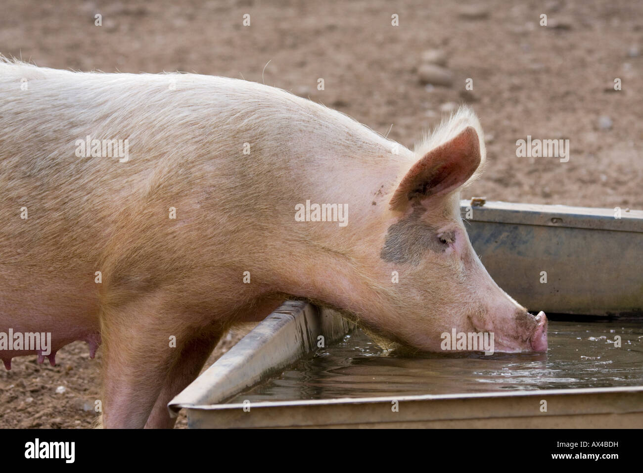 L'cochon d'un creux Banque D'Images