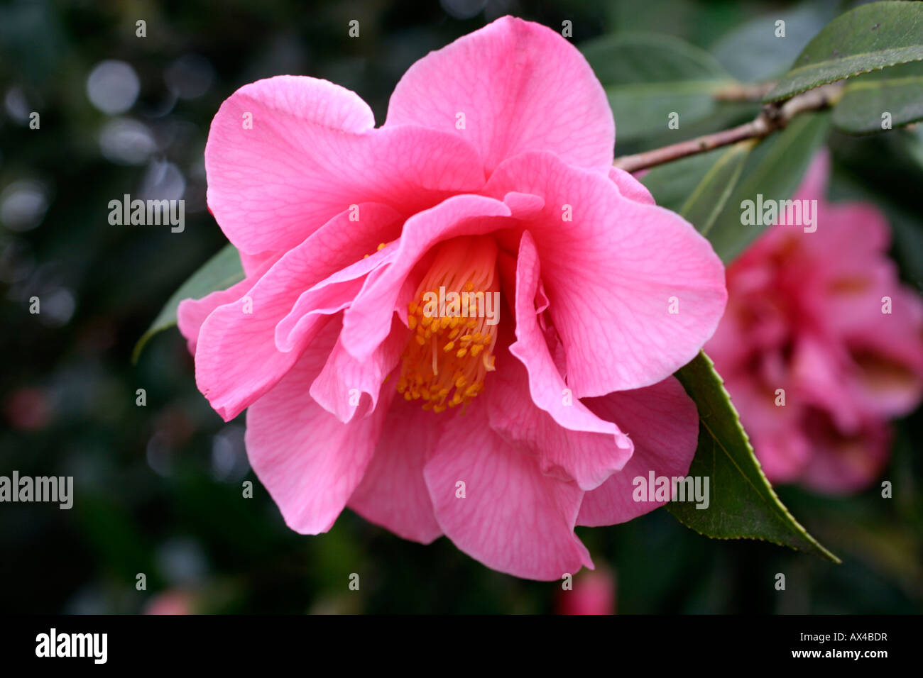 CAMELLIA LEONARD MESSEL AGM RETICULATA X WILLIAMSII Banque D'Images