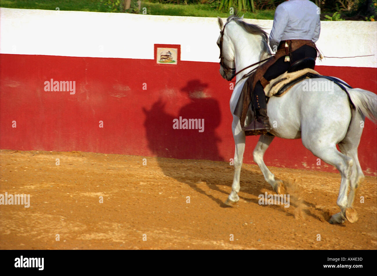 Bull fighter pratiquer Banque D'Images