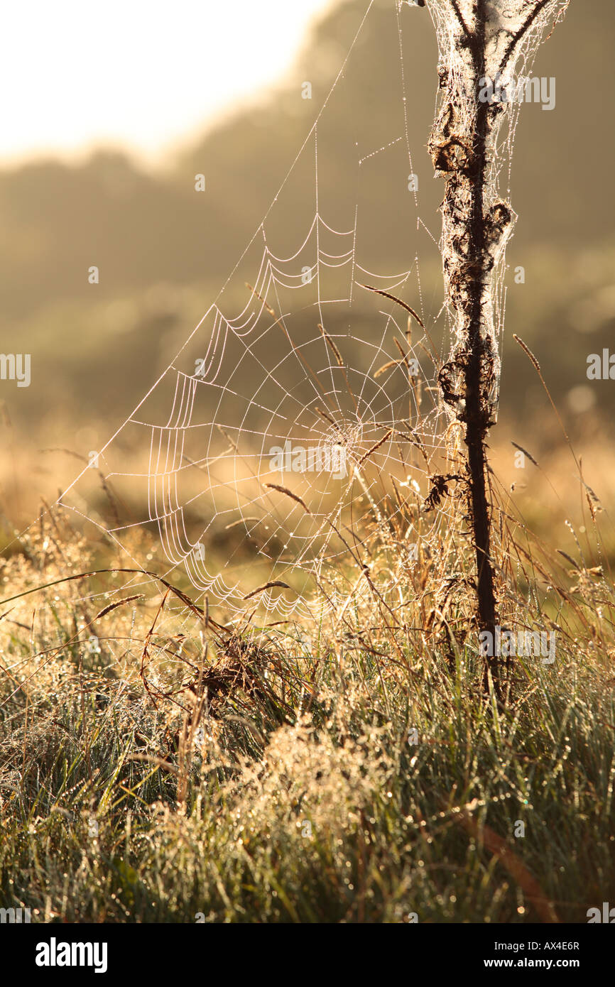 De Rosée d'une Orbe web spider web à l'aube. Powys, Pays de Galles. Banque D'Images