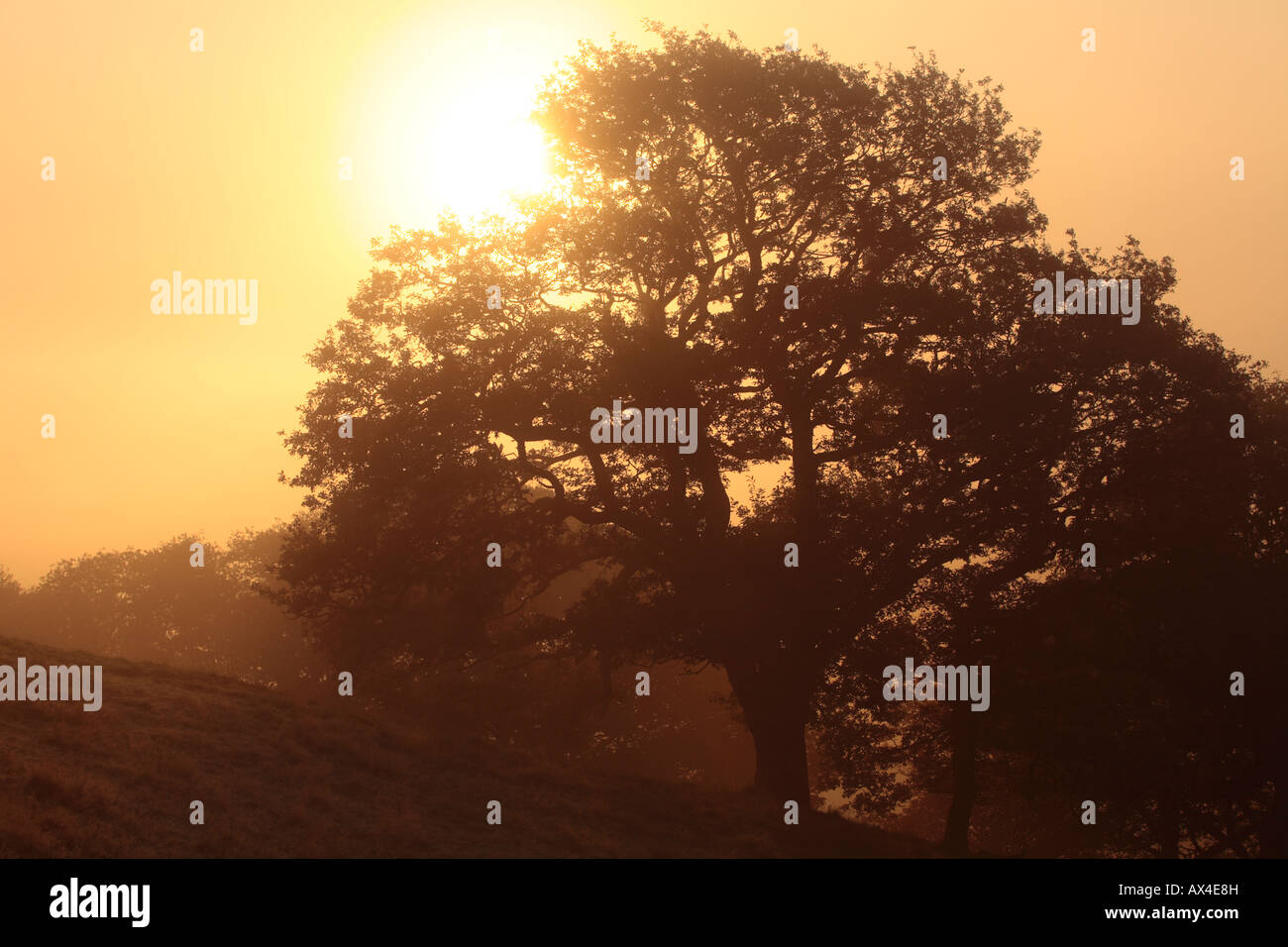 Le soleil se levant derrière un chêne sessile (Quercus petraea) sur un matin brumeux. Powys, Pays de Galles. Banque D'Images