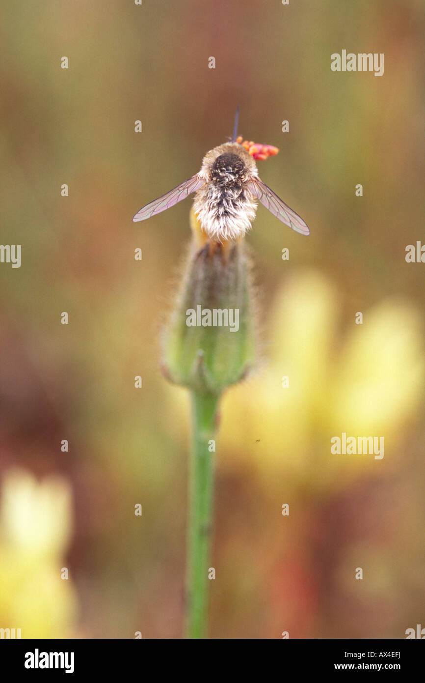 Bee fly, espèces inconnues en appui sur un bouton floral. Sur le Causse de Gramat, Lot, France. Banque D'Images