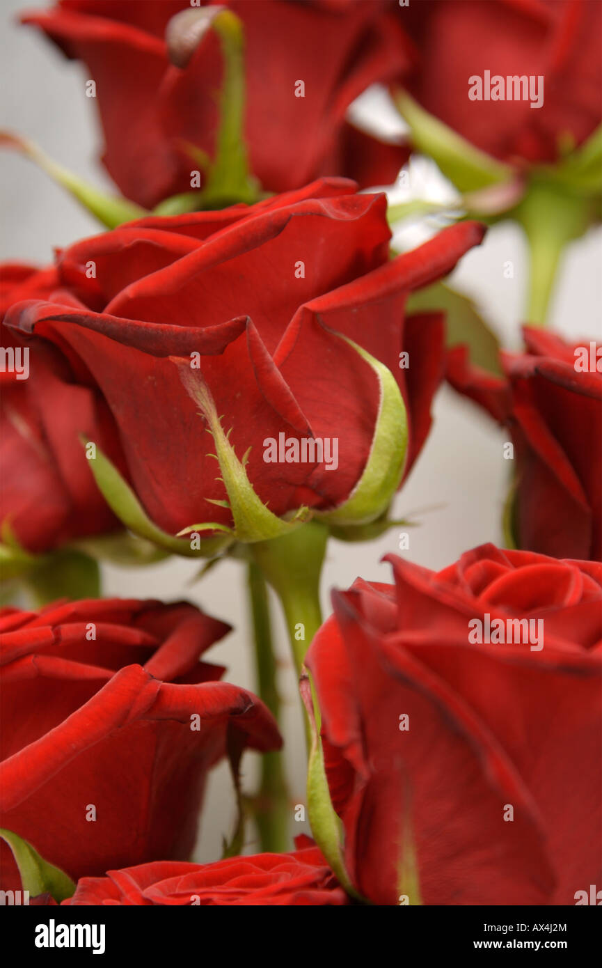 Roses rouges Saint Valentin Banque D'Images