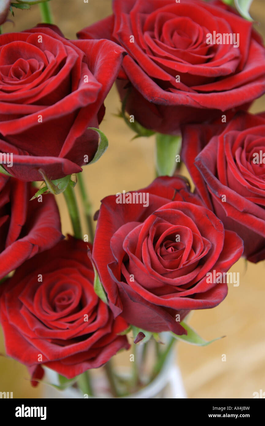 Roses rouges Saint Valentin Banque D'Images