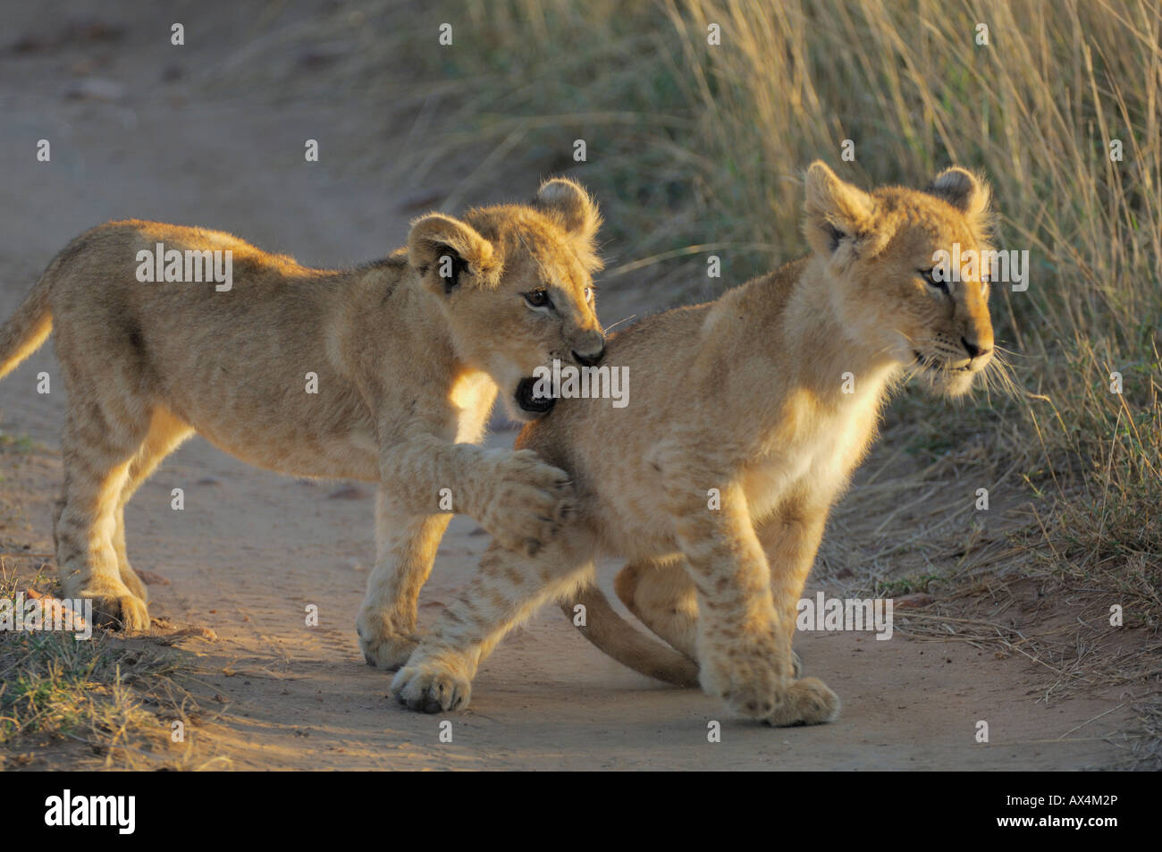 Lion cub, Masai Mara, Kenya Banque D'Images