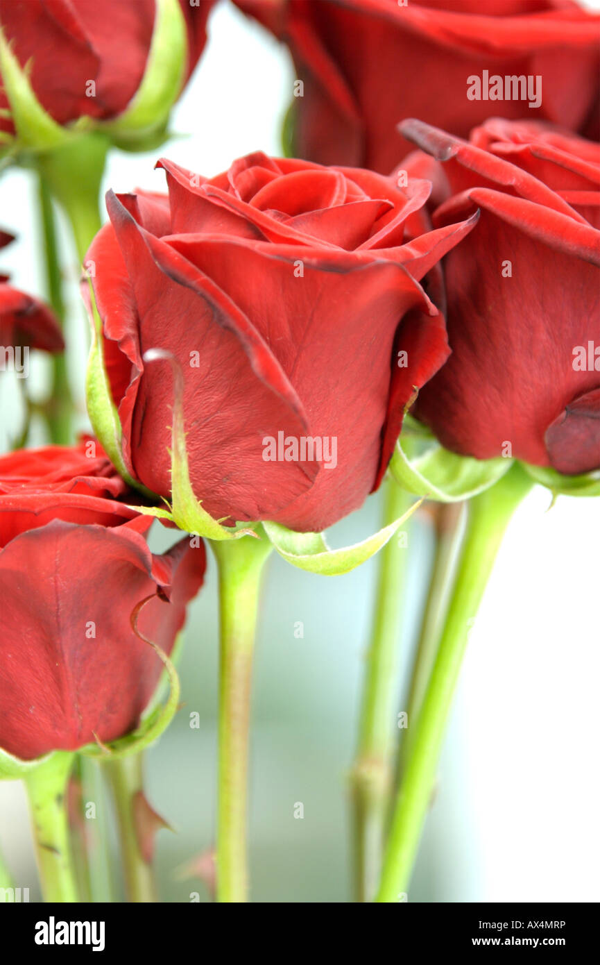 Roses rouges Saint Valentin Banque D'Images