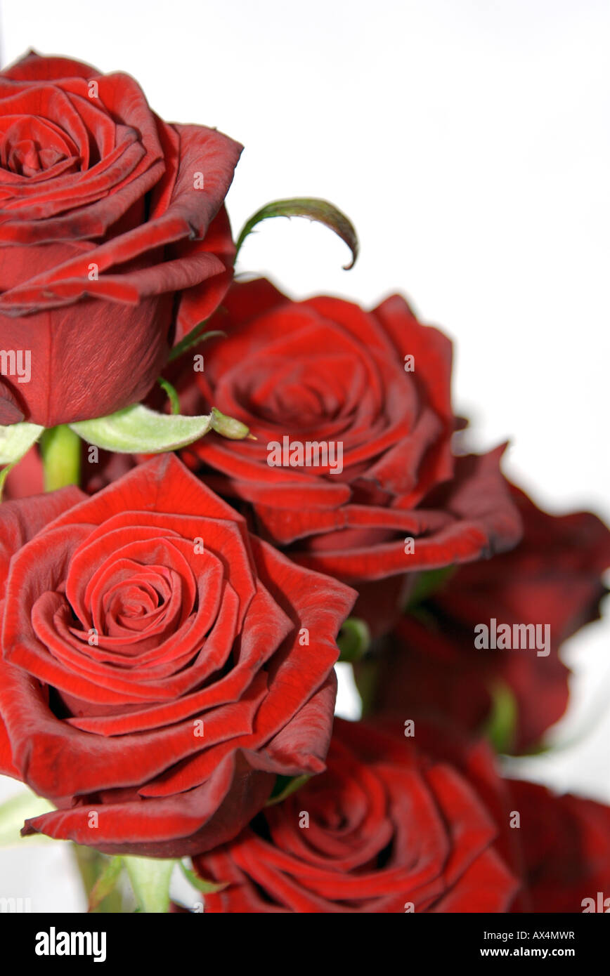Roses rouges Saint Valentin Banque D'Images
