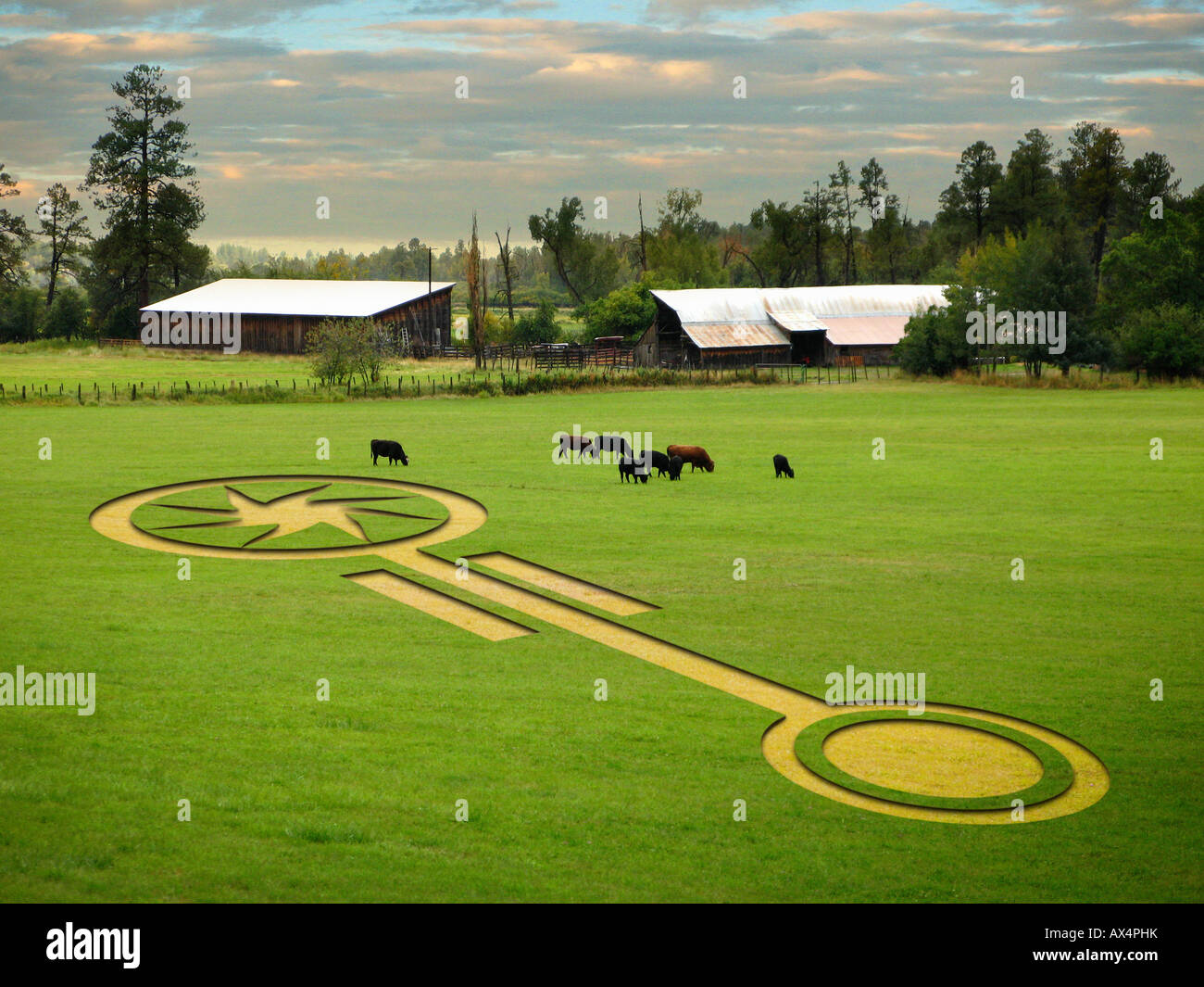 Crop Circle and Cows Banque D'Images