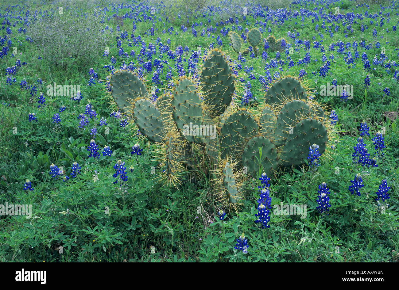 Bluebonnet Lupinus texensis Texas Texas Oponce de New Braunfels au Texas USA Banque D'Images