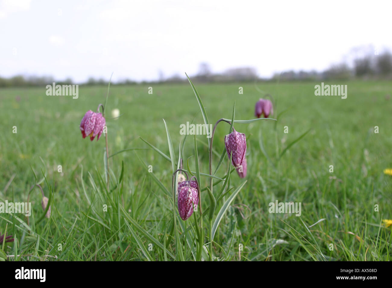 Fritilleries Fritillaria Meleagris Serpents Head Fritillary Fleurs Banque D'Images